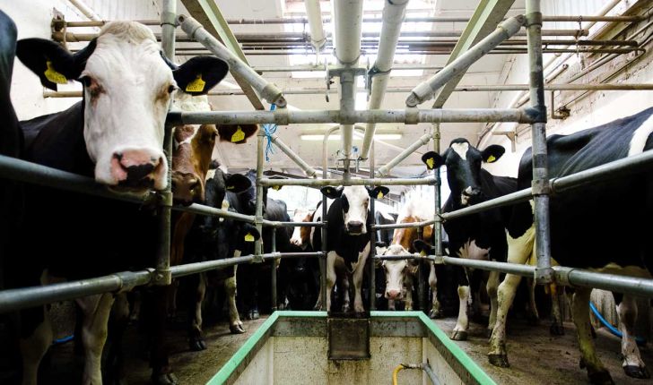 افزایش ۷۹۳ هزار تنی تولید شیر با اجرای پروژه های اصلاح نژاد گاو 