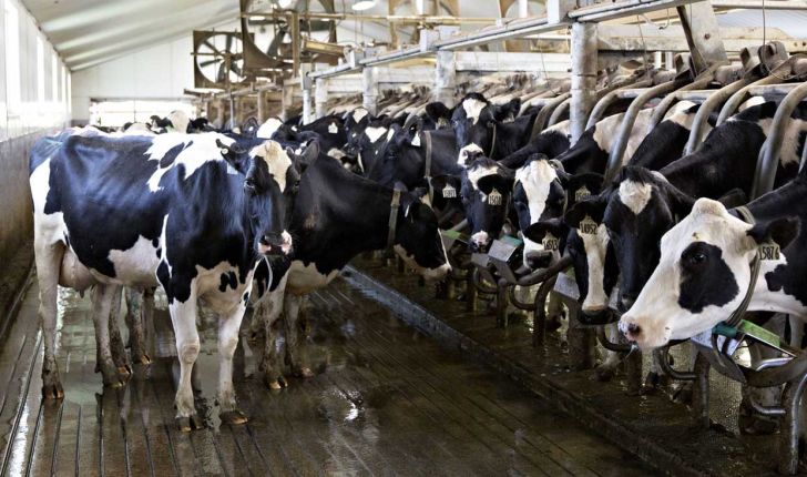 افزایش تولید شیر و گوشت با اصلاح نژاد دام‌ها در کشور