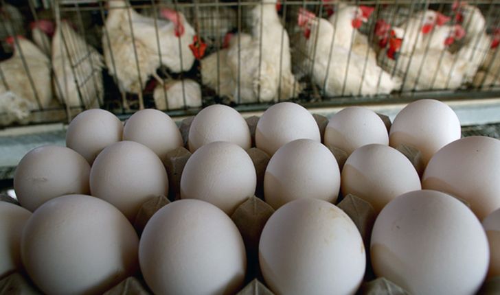تولید سالانه 11 هزار تن تخم مرغ در آذربایجان غربی 