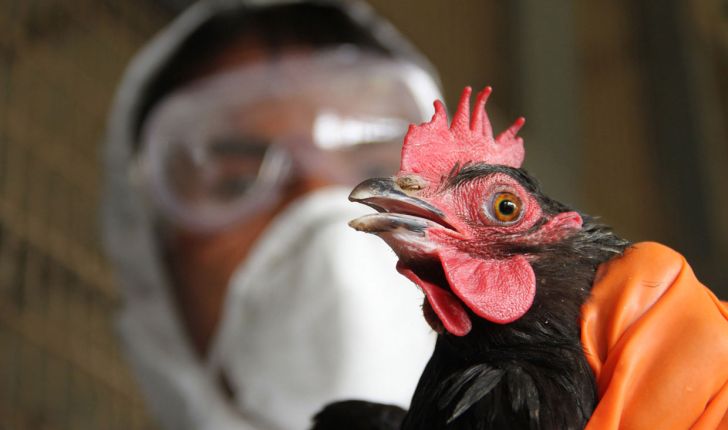 ۳ کانون ابتلا به بیماری آنفلوانزای پرندگان در گیلان شناسایی شد
