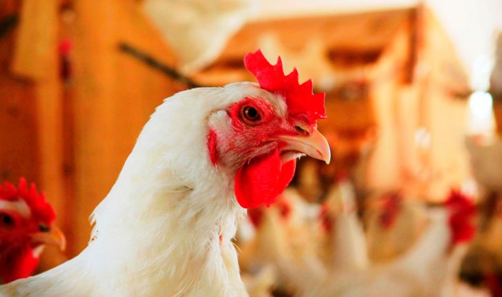 استفاده از هورمون در مرغ موضوعی دروغین/دلالان وارد بازار مرغ شدند