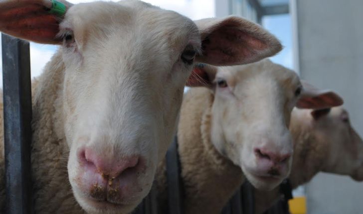 از نرخ بالای سودتسهیلات تا جولان دلالان در بازار خرید و فروش گوسفند زنده