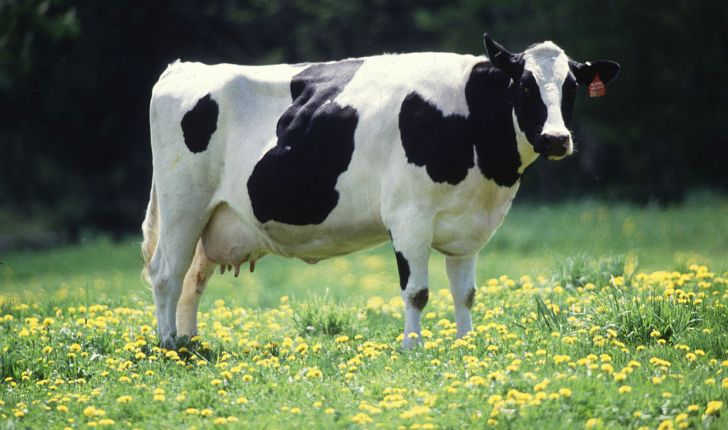 باردار نگه داشتن گاوها در طول تابستان