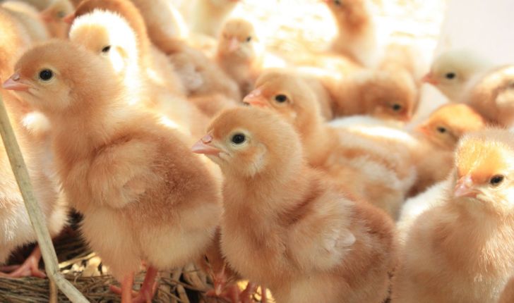 سهم بهای جوجه در قیمت تمام‌شده مرغ طی ۱۶ سال گذشته 