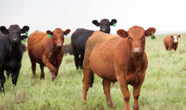 سرمایه گذاری 2 میلیون دلاری کانادا برای تحقیقات در مورد گوشت گاو