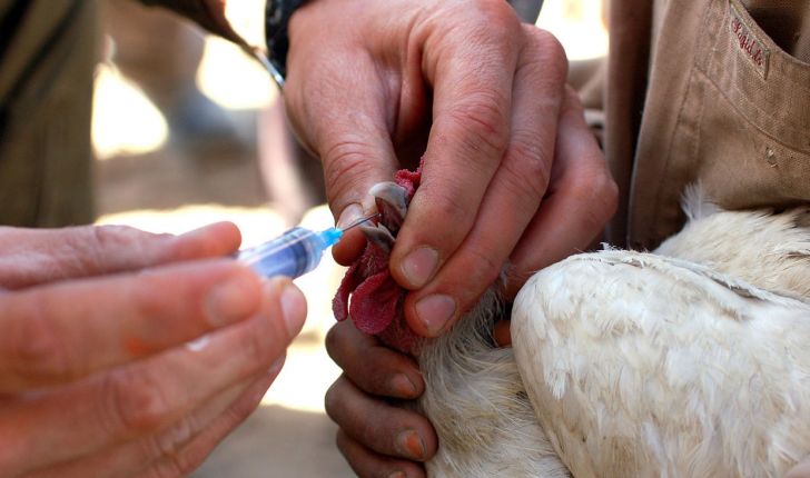 انواع روش های واکسیناسیون علیه آنفلوانزای پرندگان