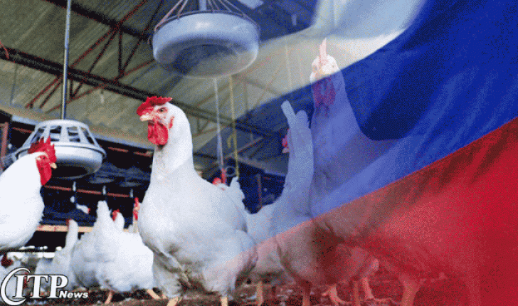 روسیه از افزایشی عظیم در تولیدات مرغداری خود گزارش می دهد!