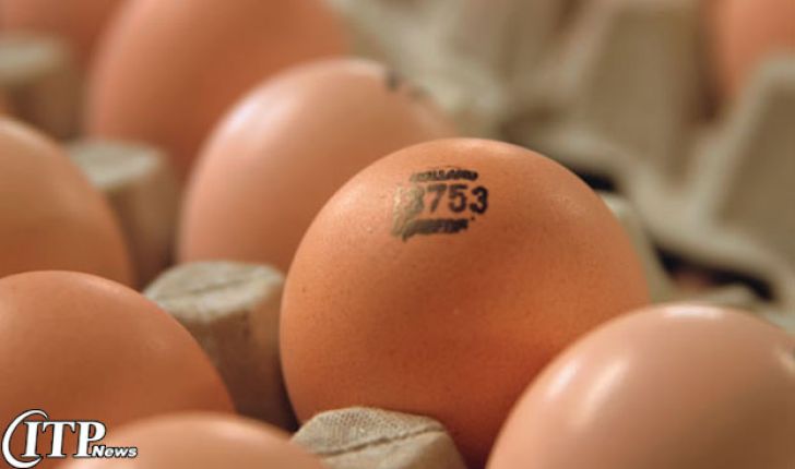   قیمت تخم‌مرغ صادراتی نصف شد