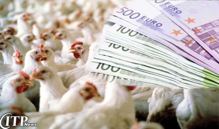 صادرات مرغ به عراق از سر گرفته شد