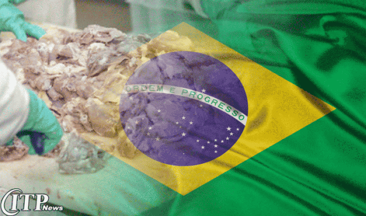 تداوم صادرات مرغداری رو به رشد در برزیل