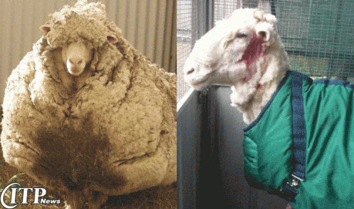 گوسفند گمشدۀ استرالیایی با پشم هایی به ارزش 30 ژاکت !!