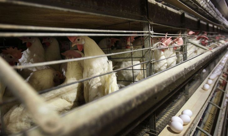 سهمیه تولید واحدهای مرغ تخمگذار در استان قزوین تعیین شد