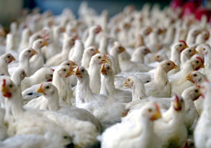 توسعه و رونق صنعت مرغ  مشروط به تولید در وزن استاندارد