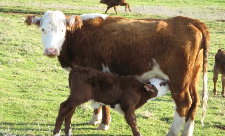 روند از شیر گرفتن گوساله و مدیریت انگل 