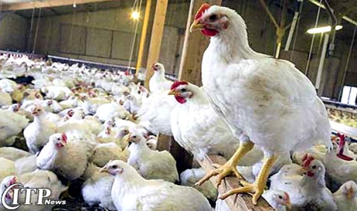 مدیریت تولید بهترین عامل برای کنترل قیمت مرغ