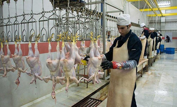 کشتار 500 هزار قطعه مرغ بدون آنتی بیوتیک در خراسان جنوبی