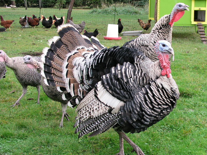 File:Narragansett Turkey, male.jpg - Wikipedia