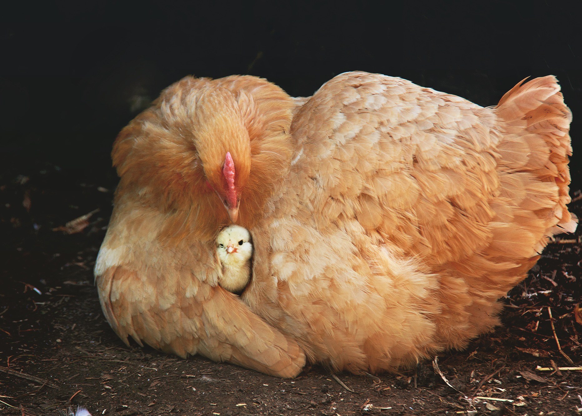 Почему курица есть свои яйца. Курица. Курица с яйцами. Курица с цыплятами. Курочка с яйцами.